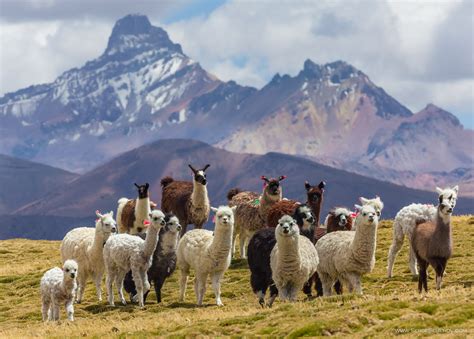 Alpacasino Bolivia